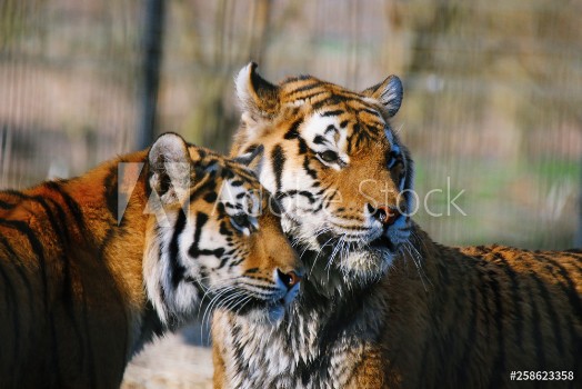 Picture of Zwei Tiger im Portrait schauen in die gleiche Richtung